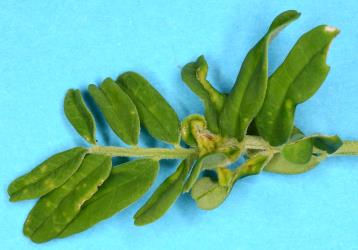 Leaf fold galls and distorted leaves and shoots on Kaka beak, Clianthus punicens (Leguminosae) induced by the feeding on young leaves by the Kaka beak gall mite, Aceria clianthi (Acari: Eriophyidae). Creator: Nicholas A. Martin. © Plant & Food Research. [Image: 2WMW]