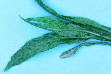 Leafy shoot of Poroporo, Solanum laciniatum (Solanaceae), damaged from feeding by Poroporo gall mite, Tetra martini (Acari: Eriophyidae). Creator: Nicholas A. Martin. © Plant & Food Research. [Image: 2WWV]