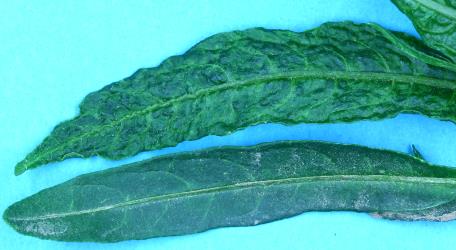 A leaf of Poroporo, Solanum laciniatum (Solanaceae), damaged from feeding by Poroporo gall mite, Tetra martini (Acari: Eriophyidae) and an undamaged leaf. Creator: Nicholas A. Martin. © Plant & Food Research. [Image: 2WWW]