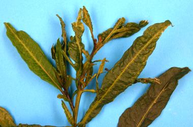 Leafy shoot of Poroporo, Solanum laciniatum (Solanaceae), damaged from feeding by Poroporo gall mite, Tetra martini (Acari: Eriophyidae). Creator: Nicholas A. Martin. © Plant & Food Research. [Image: 2WWX]