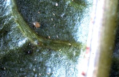 An adult mite (Acari: Phytoseiidae) on a Leafy shoot of Poroporo, Solanum aviculare (Solanaceae), with a colony of Poroporo gall mite, Tetra martini (Acari: Eriophyidae). The Phytoseiid mite is a potential predator of the gall mite. Creator: DSIR Photographers. © Plant & Food Research. [Image: 2WWY]