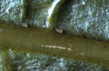 Two mites and an egg (Acari: Phytoseiidae) on a Leafy shoot of Poroporo, Solanum aviculare (Solanaceae), with a colony of Poroporo gall mite, Tetra martini (Acari: Eriophyidae). The Phytoseiid mites are potential predators of the gall mite. Creator: DSIR Photographers. © Plant & Food Research. [Image: 2WWZ]