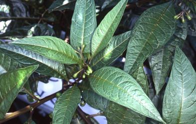 Shoot of Poroporo, Solanum aviculare (Solanaceae), with no gall mite feeding damage to its leaves. Creator: DSIR Photographers. © Plant & Food Research. [Image: 2WX2]