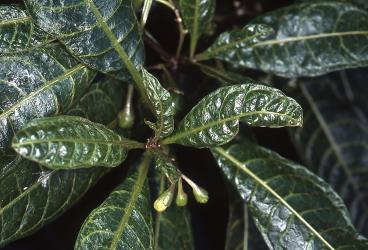 Shoot of Poroporo, Solanum aviculare (Solanaceae), with leaves damaged from feeding by Poroporo gall mite, Tetra martini (Acari: Eriophyidae). Creator: DSIR Photographers. © Plant & Food Research. [Image: 2WX3]