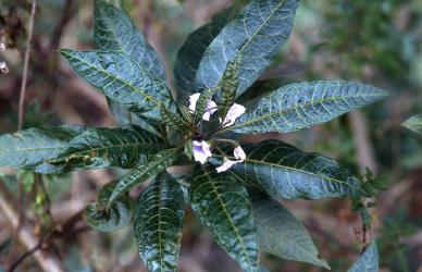 A flowering shoot of Poroporo, Solanum aviculare (Solanaceae), with leaves damaged from feeding by Poroporo gall mite, Tetra martini (Acari: Eriophyidae). Creator: DSIR Photographers. © Plant & Food Research. [Image: 2WX4]