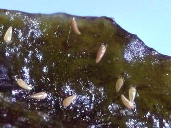 Poroporo gall mites, Tetra martini (Acari: Eriophyidae) on a leaf of Poroporo, Solanum aviculare (Solanaceae): note the tiny spherical eggs. Creator: DSIR Photographers. © Landcare Research. [Image: 2WX5]