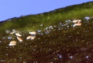 Poroporo gall mites, Tetra martini (Acari: Eriophyidae) on a leaf of Poroporo, Solanum aviculare (Solanaceae): note the tiny spherical eggs. Creator: DSIR Photographers. © Landcare Research. [Image: 2WX6]