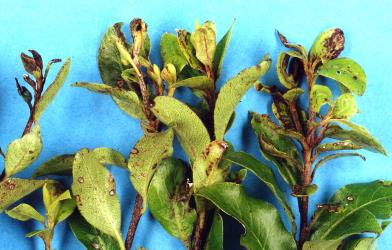 Old leaves of Black matipo, Pittosporum tenuifolium (Pittosporaceae) damaged when young by feeding of New Zealand flower thrips, Thrips obscuratus (Thysanoptera: Thripidae). Creator: Nicholas A. Martin. © Plant & Food Research. [Image: 2ZJ7]