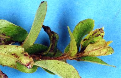 Old leaves of Black matipo, Pittosporum tenuifolium (Pittosporaceae) damaged when young by feeding of New Zealand flower thrips, Thrips obscuratus (Thysanoptera: Thripidae). Creator: Nicholas A. Martin. © Plant & Food Research. [Image: 2ZJ8]