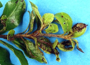 Old leaves of Black matipo, Pittosporum tenuifolium (Pittosporaceae) damaged when young by feeding of New Zealand flower thrips, Thrips obscuratus (Thysanoptera: Thripidae). Creator: Nicholas A. Martin. © Plant & Food Research. [Image: 2ZJ9]