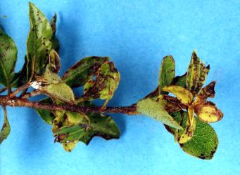 Old leaves of Black matipo, Pittosporum tenuifolium (Pittosporaceae) damaged when young by feeding of New Zealand flower thrips, Thrips obscuratus (Thysanoptera: Thripidae). Creator: Nicholas A. Martin. © Plant & Food Research. [Image: 2ZJB]
