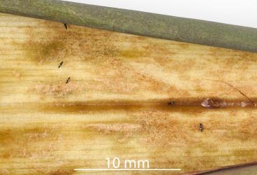Adult New Zealand flower thrips, Thrips obscuratus (Thysanoptera: Thripidae) on the inside of a flower bract of New Zealand flax, Phormium tenax (Hemerocallidaceae): note the feeding damage to the bract. Creator: Nicholas A. Martin. © Plant & Food Research. [Image: 2ZJF]