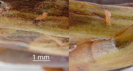 Two images of larva of New Zealand flower thrips, Thrips obscuratus (Thysanoptera: Thripidae) on a flower bud of New Zealand flax, Phormium tenax (Hemerocallidaceae): note the swelling of the top of the abdomen that is associated with a bacterial infection. Creator: Nicholas A. Martin. © Plant & Food Research. [Image: 2ZJM]