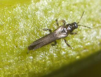 Adult New Zealand flower thrips, Thrips obscuratus (Thysanoptera: Thripidae). Creator: DSIR Photographers. © Landcare Research. [Image: 2ZJS]