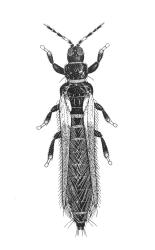 Drawing of an adult New Zealand flower thrips, Thrips obscuratus (Thysanoptera: Thripidae). Creator: Des Helmore. © Landcare Research. [Image: 2ZJT]