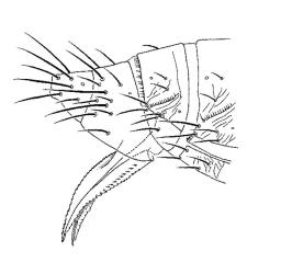 Drawing of a side view of the ovipositor of New Zealand flower thrips, Thrips obscuratus (Thysanoptera: Thripidae). Creator: Annette K. Walker. © Landcare Research. [Image: 2ZJW]