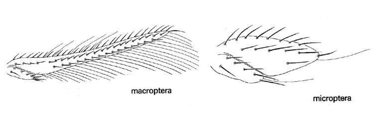 Drawings of full sized and reduced wings of New Zealand flower thrips, Thrips obscuratus (Thysanoptera: Thripidae). Creator: Annette K. Walker. © Landcare Research. [Image: 2ZJX]