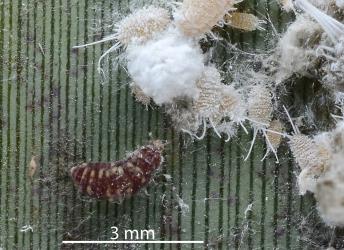 A recently moulted Diomus mealybug ladybird, Diomus sp. nr subclarus (Blackburn, 1895) (Coleoptera: Coccinellidae) about to feed on Long-tailed mealybugs, Pseudococcus longispinus (Hemiptera: Pseudococcidae). Creator: Nicholas A. Martin. © Plant & Food Research. [Image: 3005]