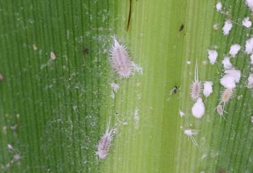 Colony of Long-tailed mealybugs, Pseudococcus longispinus (Hemiptera: Pseudococcidae) on a leaf of Three Kings cabbage tree, Cordyline obtecta (Asparagaceae): note the wax covered scale insects (Hemiptera: Diaspididae). Creator: Nicholas A. Martin. © Plant & Food Research. [Image: 3007]