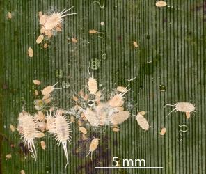 Part of a colony of Long-tailed mealybugs, Pseudococcus longispinus (Hemiptera: Pseudococcidae) on a leaf of New Zealand flax, Phormium tenax (Hemerocallidaceae). Creator: Nicholas A. Martin. © Plant & Food Research. [Image: 300A]