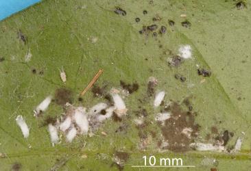 Long-tailed mealybugs, Pseudococcus longispinus (Hemiptera: Pseudococcidae) on the underside of a leaf of Karaka Corynocarpus laevigatus (Corynocarpaceae). Creator: Nicholas A. Martin. © Plant & Food Research. [Image: 300B]