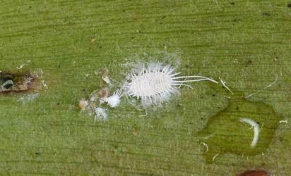 Adult female Long-tailed mealybug, Pseudococcus longispinus (Hemiptera: Pseudococcidae) on a leaf of Queensland kauri, Agathis robusta (Araucariaceae): note the moulted nymphal skin. Creator: Nicholas A. Martin. © Plant & Food Research. [Image: 300C]