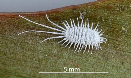 Adult female Long-tailed mealybug, Pseudococcus longispinus (Hemiptera: Pseudococcidae) on a leaf of Queensland kauri, Agathis robusta (Araucariaceae). Creator: Nicholas A. Martin. © Plant & Food Research. [Image: 300D]