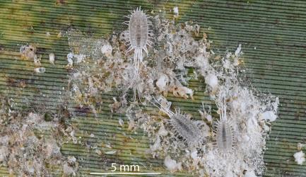 Part of a colony of Long-tailed mealybugs, Pseudococcus longispinus (Hemiptera: Pseudococcidae) on a leaf of New Zealand flax, Phormium tenax (Hemerocallidaceae): note the Diaspididae scale insects that provided shelter for the young mealybugs during the establishment of the colony. Creator: Nicholas A. Martin. © Plant & Food Research. [Image: 300F]