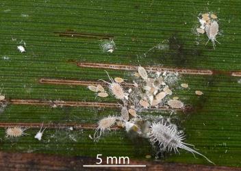  An adult female, larvae and nymphs of Long-tailed mealybugs, Pseudococcus longispinus (Hemiptera: Pseudococcidae) on a leaf of a cabbage tree, Cordyline australis (Asparagaceae). Creator: Nicholas A. Martin. © Plant & Food Research. [Image: 300I]