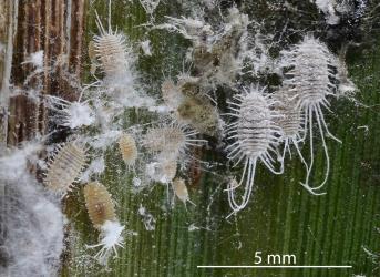 An adult female and nymphs of Long-tailed mealybugs, Pseudococcus longispinus (Hemiptera: Pseudococcidae) on a leaf of a cabbage tree, Cordyline australis (Asparagaceae): note one nymph (bottom left hand corner) has just moulted. Creator: Nicholas A. Martin. © Plant & Food Research. [Image: 300J]