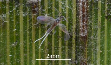 A winged adult male Long-tailed mealybugs, Pseudococcus longispinus (Hemiptera: Pseudococcidae) on a leaf of a cabbage tree, Cordyline australis (Asparagaceae): note the two white wax tails. Creator: Nicholas A. Martin. © Plant & Food Research. [Image: 300L]