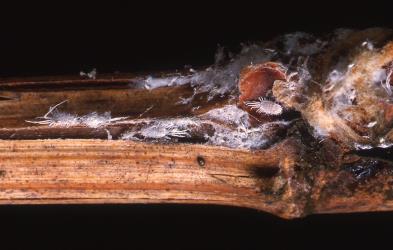 Long-tailed mealybugs, Pseudococcus longispinus (Hemiptera: Pseudococcidae) on the bark of a stem of greenhouse grapes Vitis vinifera (Vitaceae). Creator: DSIR Photographers. © Plant & Food Research. [Image: 300Q]