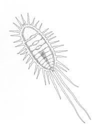 Drawing of an adult female Long-tailed mealybug, Pseudococcus longispinus (Hemiptera: Pseudococcidae). Creator: Jenifer M. Cox. © Drawing from DSIR Information Series No. 105/32. [Image: 300T]
