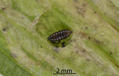 A puparium of the Plantain leafminer, Phytomyza plantaginis (Diptera: Agromyzidae) exposed in the leaf mine: note the pair of stigma (breathing tubes) at each end of the puparium. Creator: Tim Holmes. © Plant & Food Research. [Image: 300Z]