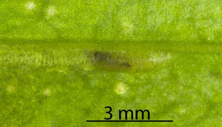 A larva of the Plantain leafminer, Phytomyza plantaginis (Diptera: Agromyzidae) in its leaf mine: note the dark abdomen and in the clear area on the right, the small dark hooked jaw. Creator: Tim Holmes. © Plant & Food Research. [Image: 3011]