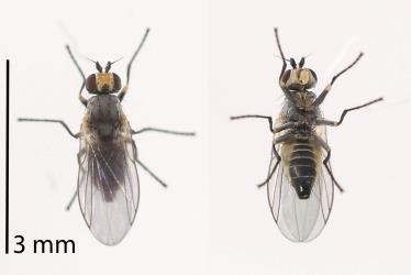 Top and underside of a female Plantain leafminer, Phytomyza plantaginis (Diptera: Agromyzidae). Creator: Tim Holmes. © Plant & Food Research. [Image: 3014]