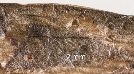 An exit hole made by an adult wasp (Hymenoptera) that had pupated in the leaf mine made by the Plantain leafminer, Phytomyza plantaginis (Diptera: Agromyzidae). The fly larva has been killed by the wasp larva which then pupated in the leaf mine. Creator: Tim Holmes. © Plant & Food Research. [Image: 3018]