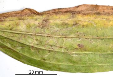 The underside of an old leaf of Narrow-leaved plantain, Plantago lanceolata (Plantaginaceae), with many leaf mines made by larvae of the Plantain leafminer Phytomyza plantaginis (Diptera: Agromyzidae). Creator: Nicholas A. Martin. © Plant & Food Research. [Image: 301L]