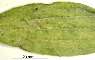 An old leaf of Narrow-leaved plantain, Plantago lanceolata (Plantaginaceae), with leaf mines made by larvae of the Plantain leafminer Phytomyza plantaginis (Diptera: Agromyzidae). Creator: Nicholas A. Martin. © Plant & Food Research. [Image: 301M]