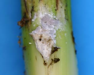 Cabbage tree mealybugs, Balanococcus cordylinidis (Hemiptera: Pseudococcidae) squeezed in between leaves in the crown of a Cabbage tree, Cordyline australis (Asparagaceae): note the white wax surrounding the insects,. Creator: Nicholas A. Martin. © Plant & Food Research. [Image: 302D]
