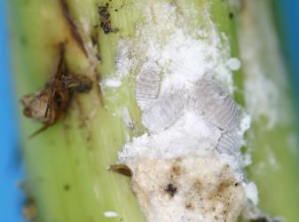 Cabbage tree mealybugs, Balanococcus cordylinidis (Hemiptera: Pseudococcidae) squeezed in between leaves in the crown of a Cabbage tree, Cordyline australis (Asparagaceae): note the white wax surrounding the insects. Creator: Nicholas A. Martin. © Plant & Food Research. [Image: 302E]