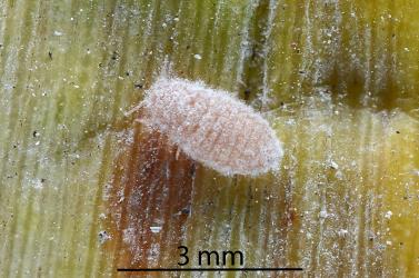 Female Cabbage tree mealybug, Balanococcus cordylinidis (Hemiptera: Pseudococcidae) on a leaf of a Cabbage tree, Cordyline australis (Asparagaceae): note the lack of white wax filaments around its body. Creator: Nicholas A. Martin. © Plant & Food Research. [Image: 302M]