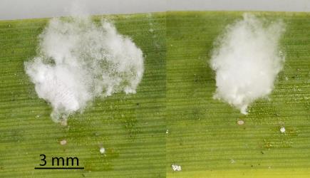 Two images of a fluffy white wax cocoon made by Cabbage tree mealybug, Balanococcus cordylinidis (Hemiptera: Pseudococcidae) on a leaf of a Cabbage tree, Cordyline australis (Asparagaceae). The undisturbed cocoon (right) had some wax pushed off to expose the nymph inside. Creator: Nicholas A. Martin. © Plant & Food Research. [Image: 302P]