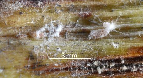 Cabbage tree mealybugs, Balanococcus cordylinidis (Hemiptera: Pseudococcidae) in a groove in a leaf in the crown of a Cabbage tree, Cordyline australis (Asparagaceae). Creator: Nicholas A. Martin. © Plant & Food Research. [Image: 302Q]