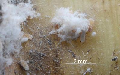 A winged adult male (right) Cabbage tree mealybug, Balanococcus cordylinidis (Hemiptera: Pseudococcidae) partly under a fluffy white cocoon. Creator: Nicholas A. Martin. © Plant & Food Research. [Image: 302W]