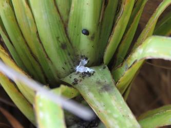 An adult female Cabbage tree mealybug, Balanococcus cordylinidis (Hemiptera: Pseudococcidae) exposed by pulling down on a leaf at the base of the crown of a Cabbage tree, Cordyline australis (Asparagaceae): note the dense white wax that enclosed the mealybug. Creator: Nicholas A. Martin. © Nicholas A. Martin. [Image: 3035]