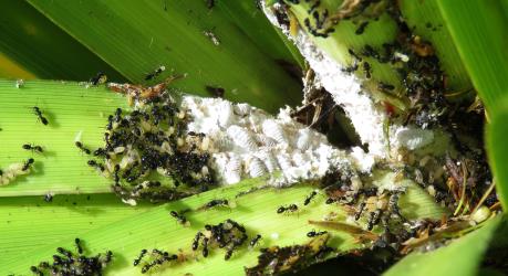 Ants and Cabbage tree mealybugs, Balanococcus cordylinidis (Hemiptera: Pseudococcidae) exposed at the base of the lower leaves a juvenile Cabbage tree, Cordyline australis (Asparagaceae). Creator: Nicholas A. Martin. © Nicholas A. Martin. [Image: 3036]