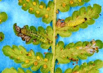 Large and small caterpillars of the Golden-brown fern moth, Musotima nitidalis, (Lepidoptera: Crambidae) feeding on a young frond of Hypolepis ambigua (Dennstaedtiaceae). Creator: Nicholas A. Martin. © Plant & Food Research. [Image: 306H]