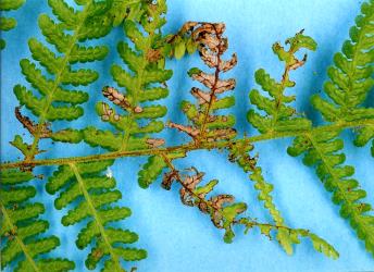 Young frond of Hypolepis ambigua (Dennstaedtiaceae) with feeding damaged by caterpillars of the Golden-brown fern moth, Musotima nitidalis, (Lepidoptera: Crambidae). Creator: Nicholas A. Martin. © Plant & Food Research. [Image: 306I]