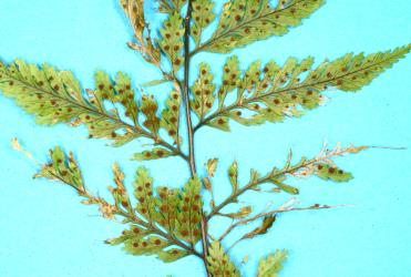 Frond of Smooth shield fern, Lastreopsis glabella (Dryopteridaceae) with feeding damaged by caterpillars of the Golden-brown fern moth, Musotima nitidalis, (Lepidoptera: Crambidae). Creator: Nicholas A. Martin. © Plant & Food Research. [Image: 306R]